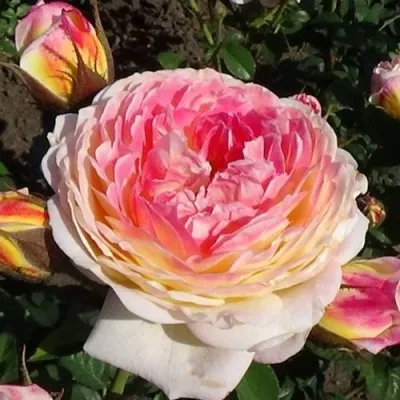 Саженцы роз РОЗОМАН ЖАНОН шраб — описание сорта Саженцы роз РОЗОМАН ЖАНОН шраб в Москве