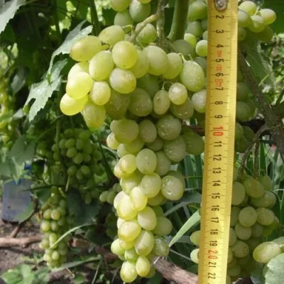 Виноград АНАНАСНЫЙ РАННИЙ — описание сорта Виноград АНАНАСНЫЙ РАННИЙ в Москве