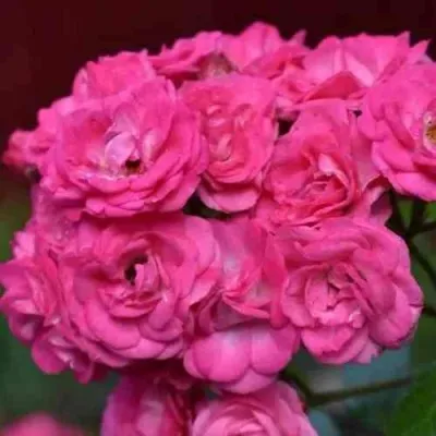 Саженцы роз ДИНКИ мускусная — описание сорта Саженцы роз ДИНКИ мускусная в Москве