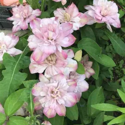 Клематис ИННОСЕНТ БЛАШ — описание сорта Клематис ИННОСЕНТ БЛАШ в Москве