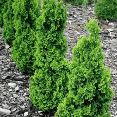 Туя ЗМАТЛИК западная — описание сорта Туя ЗМАТЛИК западная в Москве