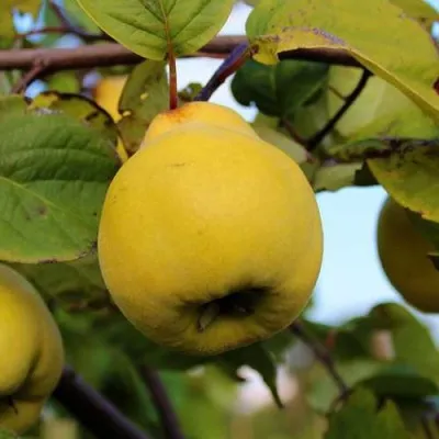 Айва АКАДЕМИЧЕСКАЯ — описание сорта Айва АКАДЕМИЧЕСКАЯ в Москве