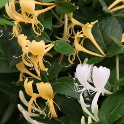 Жимолость ХАЛЛИАНА японская (Хелиана) — описание сорта Жимолость ХАЛЛИАНА японская (Хелиана) в Москве