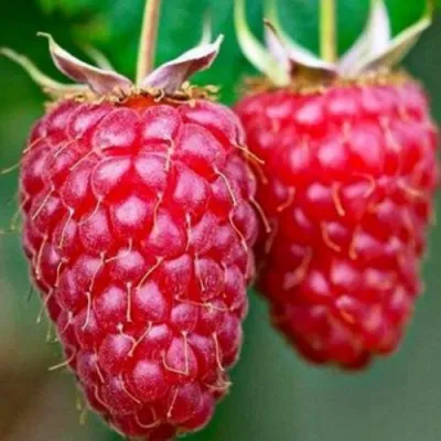 Малина БРИЛЛИАНТОВАЯ — описание сорта Малина БРИЛЛИАНТОВАЯ в Москве