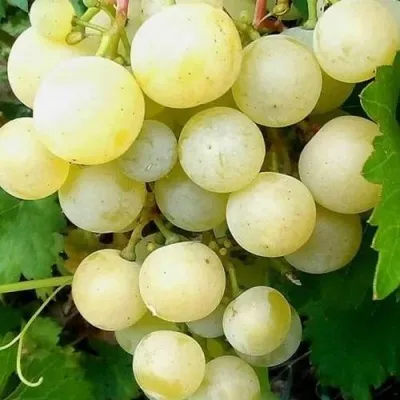 Виноград КЕША МУСКАТ — описание сорта Виноград КЕША МУСКАТ в Москве