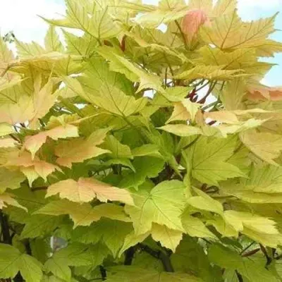 Клен ложноплатановый в Москве