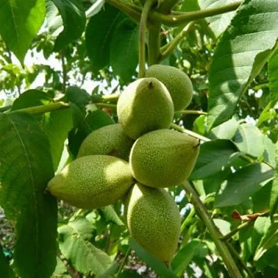 Маньчжурский орех  в Москве