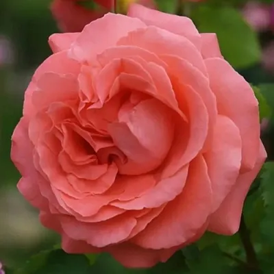 Саженцы роз ДИДИ БРИДЖУОТЕР плетистая  Саженцы роз ДИДИ БРИДЖУОТЕР плетистая в Москве