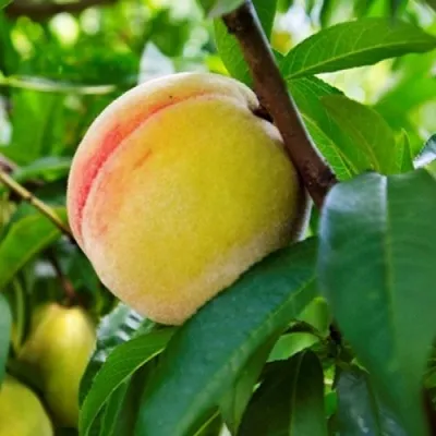 Персик ДОНЕЦКИЙ ЖЕЛТЫЙ в Москве