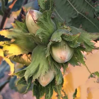 Фундук ВЕББА ЦЕННЫЙ в Москве