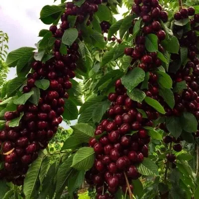 Черешня ХЕЛЕНА колоновидная в Москве