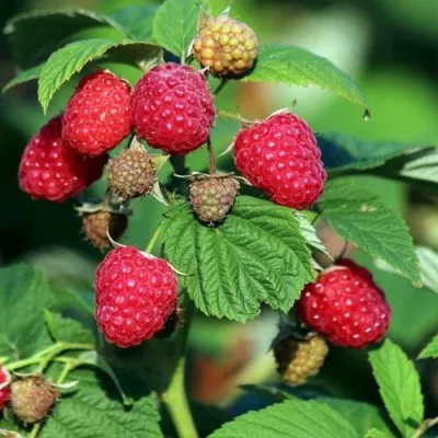 Малиновое дерево СКАЗКА — описание сорта Малиновое дерево СКАЗКА в Москве