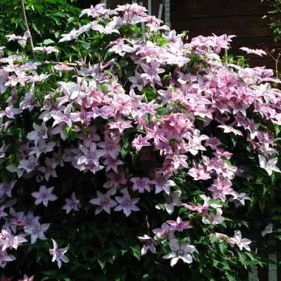 Клематис ПИИЛУ — описание сорта Клематис ПИИЛУ в Москве