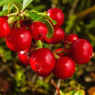 Брусника в Москве