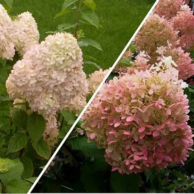 Комплект НЕЖНЫЕ ЧУВСТВА в Москве