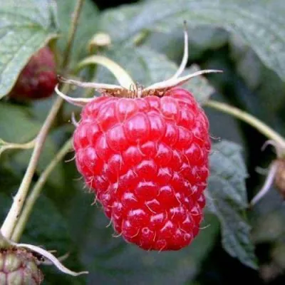 Малина ПОЛАНА — описание сорта Малина ПОЛАНА в Москве