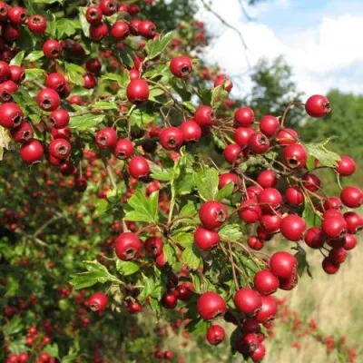 Боярышник ЗБИГНЕВ — описание сорта Боярышник ЗБИГНЕВ в Москве