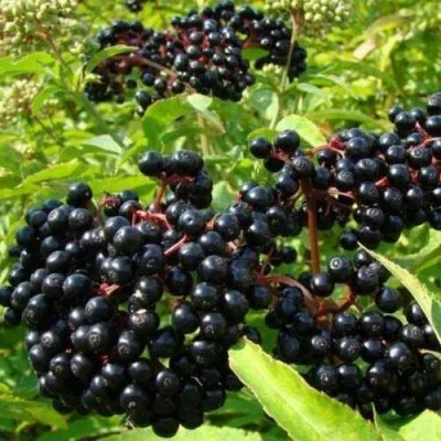 Бузина черная БАГАЦЦЕ — описание сорта Бузина черная БАГАЦЦЕ в Москве