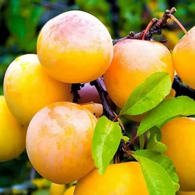 Слива МИНСКАЯ — описание сорта Слива МИНСКАЯ в Москве