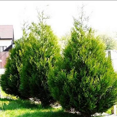 Туя АТРОВИРЕНС складчатая  Туя АТРОВИРЕНС складчатая в Москве