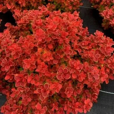 Барбарис РЕД ХОТ ЧИЛИ тунберга — описание сорта Барбарис РЕД ХОТ ЧИЛИ тунберга в Москве