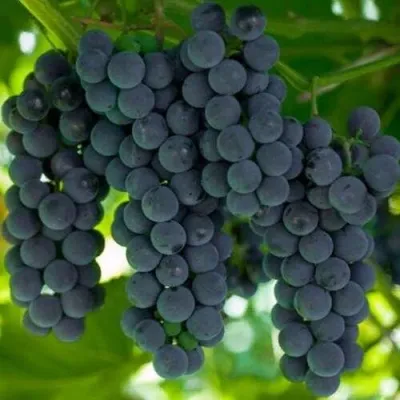 Виноград КЭМПБЕЛЛ ЭРЛИ в Москве