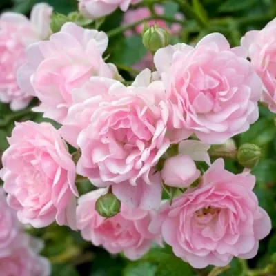 Саженцы роз ЗЕ ФЕЙРИ почвопокровная — описание сорта Саженцы роз ЗЕ ФЕЙРИ почвопокровная в Москве