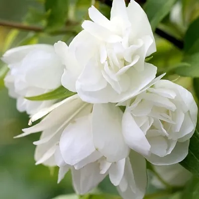 Жасмин МАНТО Д’ЭРМИН  Жасмин МАНТО Д’ЭРМИН в Москве