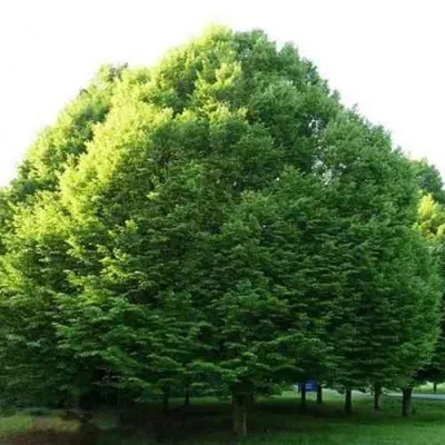 Граб японский — описание сорта Граб японский в Москве