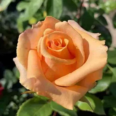 Саженцы роз ВЕРСИЛИЯ чайно-гибридная  Саженцы роз ВЕРСИЛИЯ чайно-гибридная в Москве