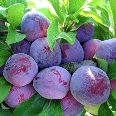 Слива СУВЕНИР ВОСТОКА — описание сорта Слива СУВЕНИР ВОСТОКА в Москве