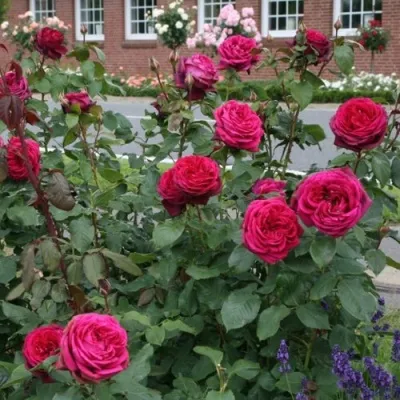 Саженцы роз ГРАФИНЯ ДИАНА чайно-гибридная — описание сорта Саженцы роз ГРАФИНЯ ДИАНА чайно-гибридная в Москве