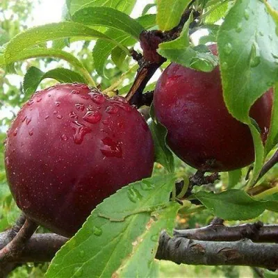 Слива КЛЕОПАТРА — описание сорта Слива КЛЕОПАТРА в Москве