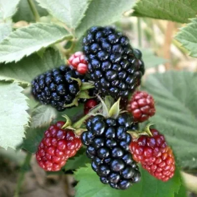 Ежевика ОРКАН бесшипная в Москве