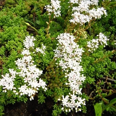 Очиток (седум) ХЛОРОТИКУМ белый  Очиток (седум) ХЛОРОТИКУМ белый в Москве