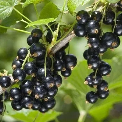 Смородина чёрная ВОЛШЕБНИЦА  Смородина чёрная ВОЛШЕБНИЦА в Москве