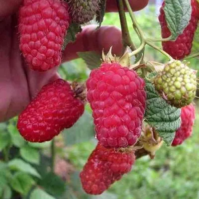 Малина МАРОСЕЙКА — описание сорта Малина МАРОСЕЙКА в Москве