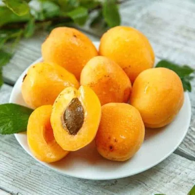 Абрикос АНАНАСНЫЙ в Москве