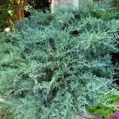 Можжевельник ГРЕЙ ОУЛ виргинский — описание сорта Можжевельник ГРЕЙ ОУЛ виргинский в Москве