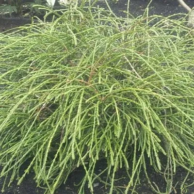 Туя ФИЛИФОРМИС    Туя ФИЛИФОРМИС   в Москве