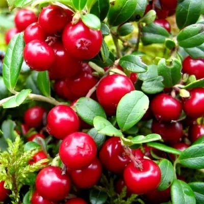 Брусника садовая КОРАЛЛ — описание сорта Брусника садовая КОРАЛЛ в Москве