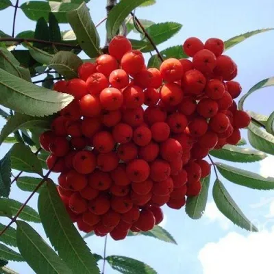 Рябина САХАРНАЯ ПЕТРОВА сладкоплодная — описание сорта Рябина САХАРНАЯ ПЕТРОВА сладкоплодная в Москве