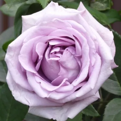 Саженцы роз ИНДИГОЛЕТТА плетистая в Москве