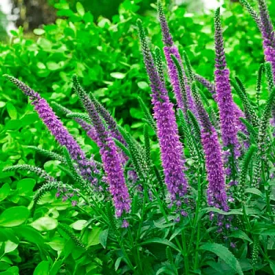 Вероника ФЕСТ МАТЧ длиннолистная  Вероника ФЕСТ МАТЧ длиннолистная в Москве