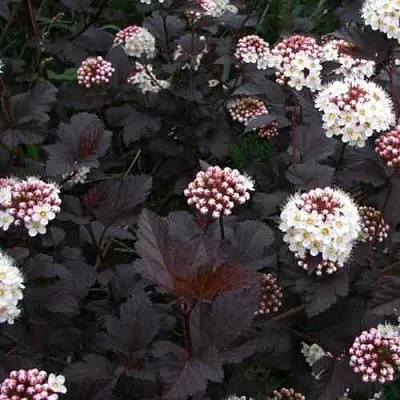 Пузыреплодник ДИАБЛО  Пузыреплодник ДИАБЛО в Москве