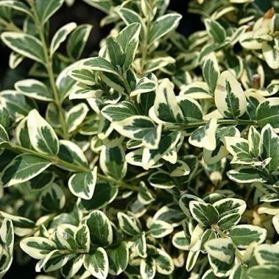 Бирючина ВАРИЕГАТУМ овальнолистная — описание сорта Бирючина ВАРИЕГАТУМ овальнолистная в Москве