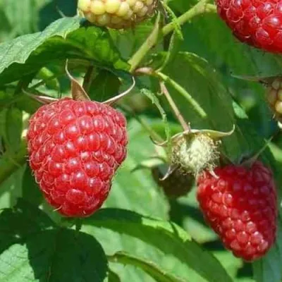 Малина ТАДМОР — описание сорта Малина ТАДМОР в Москве