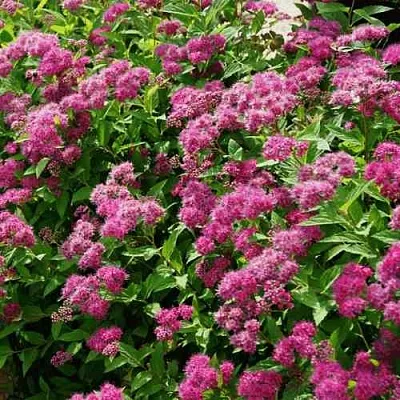 Спирея КРИСПА японская  Спирея КРИСПА японская в Москве