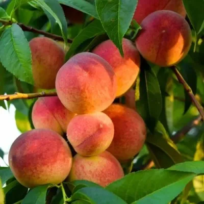 Персик ЗОЛОТОЙ ЮБИЛЕЙ — описание сорта Персик ЗОЛОТОЙ ЮБИЛЕЙ в Москве