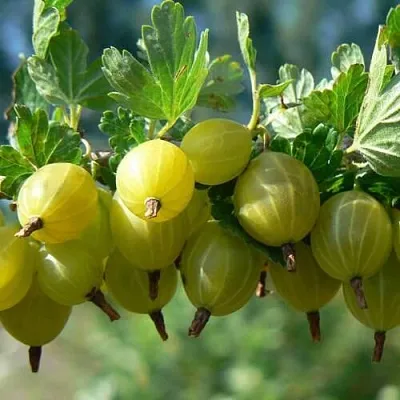 Крыжовник ХИННОНМАЙНЕН КЕЛЬТАЙНЕН  Крыжовник ХИННОНМАЙНЕН КЕЛЬТАЙНЕН в Москве